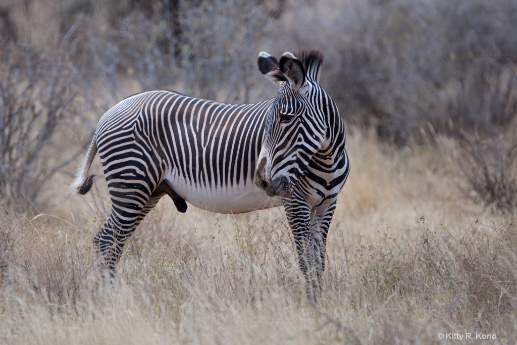 Special Zebra with Different Stripes