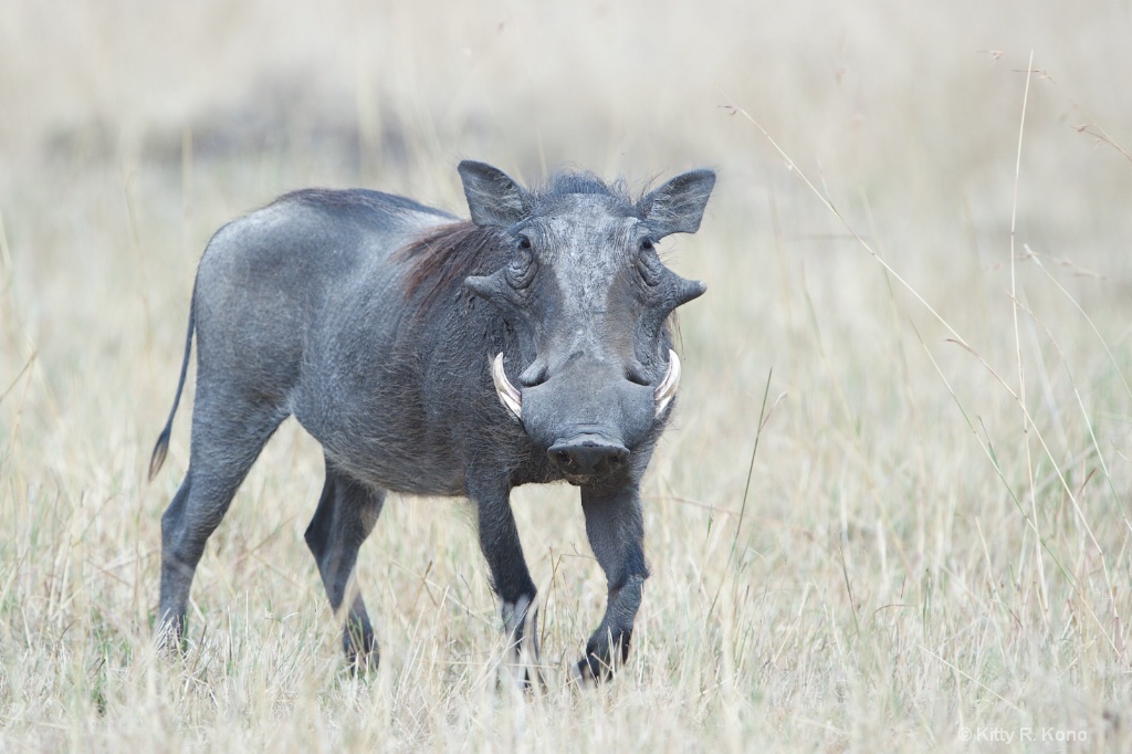 The Warthog with Warts and Circles Under His Eyes