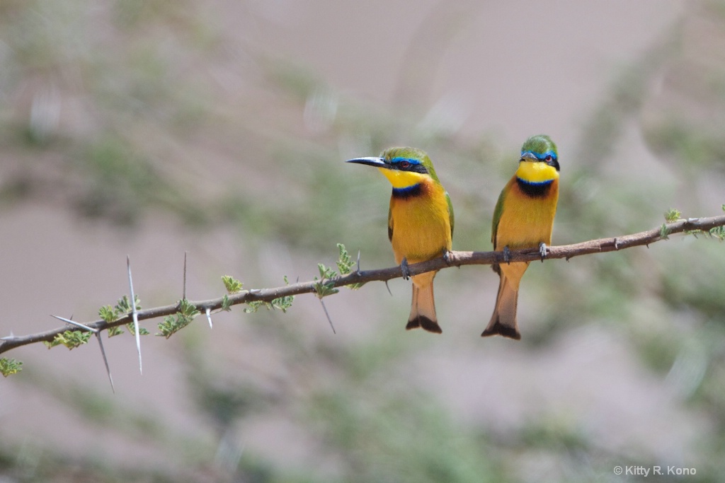Two Bee Eaters