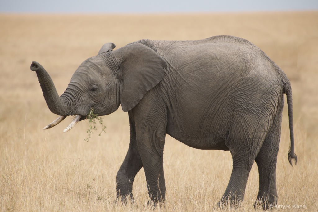 Young Elephant With Raised Trunk
