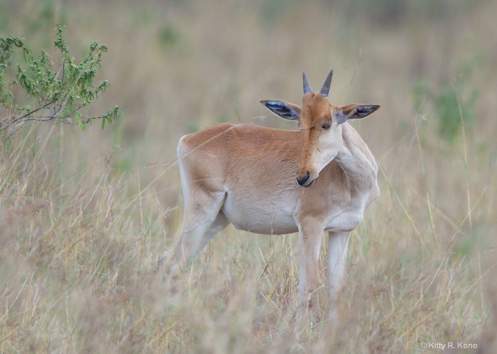 Young Topi Antelope - Masai Mara