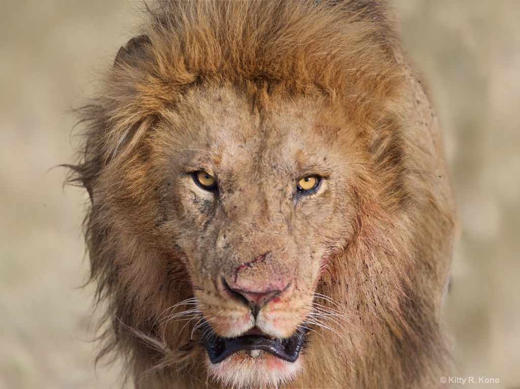 Lion with Fresh Cut on His Nose