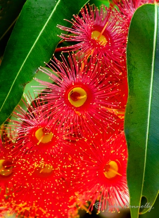 A Red Flowering Gum Tree