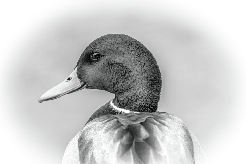 Drake Mallard Portrait