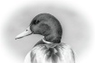 Drake Mallard Por...