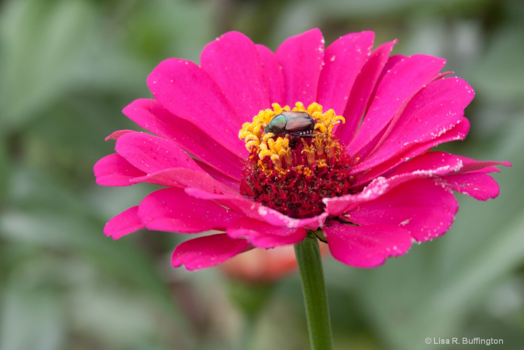 Hungry Beetle - ID: 15210904 © Lisa R. Buffington