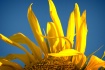 Study in yellow a...