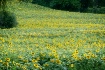 Sunflower field