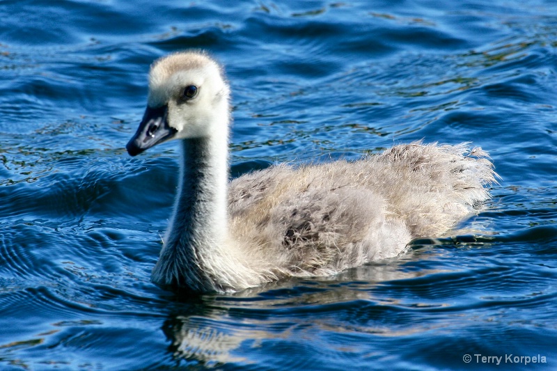 Canada Goose Young One - ID: 15211011 © Terry Korpela