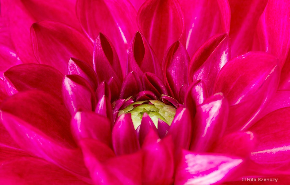 My favorite dahlia