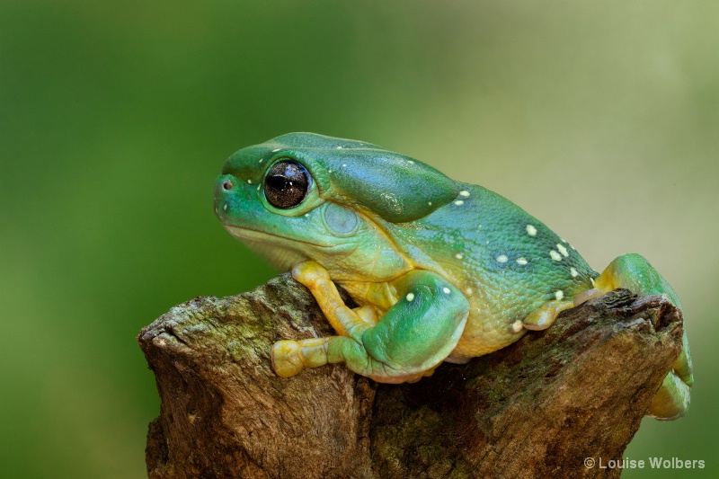 Ribbit - ID: 15211040 © Louise Wolbers