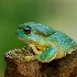2Ribbit - ID: 15211040 © Louise Wolbers