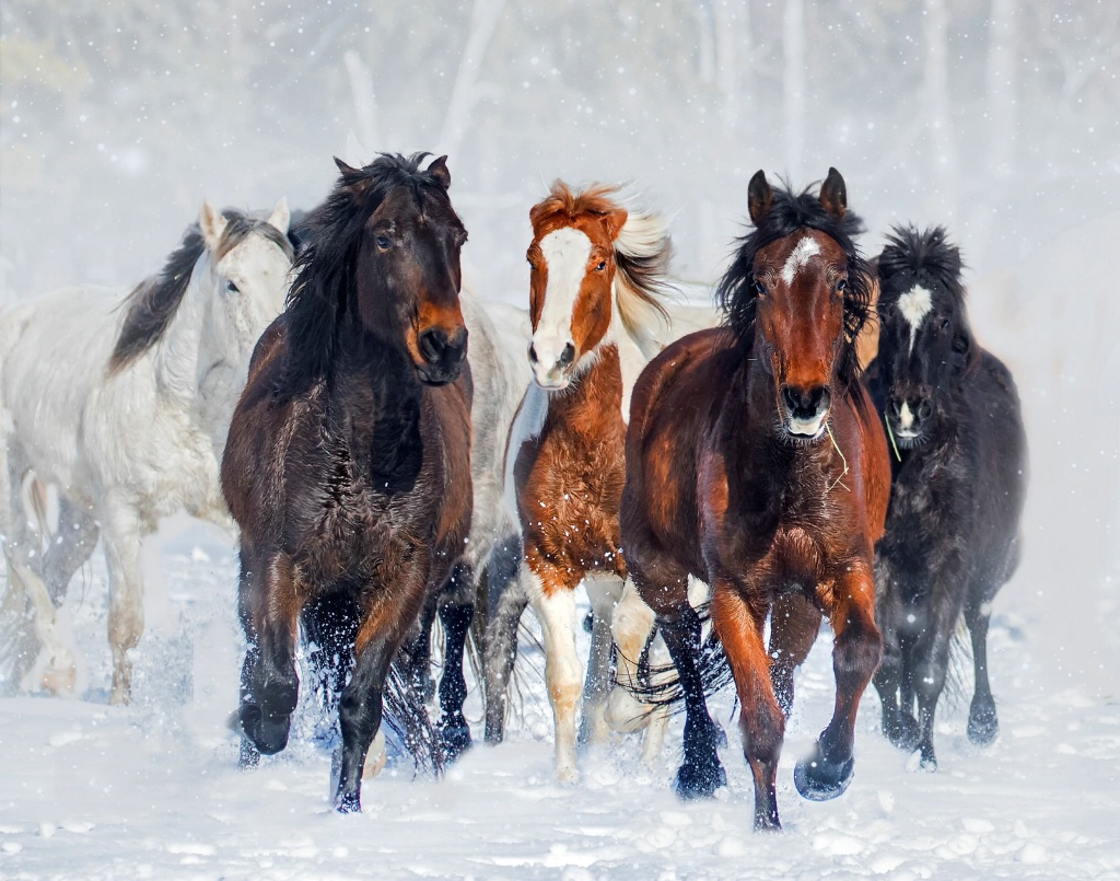 Equine Beauty