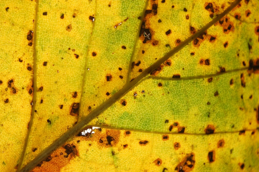 The sere and yellow leaf