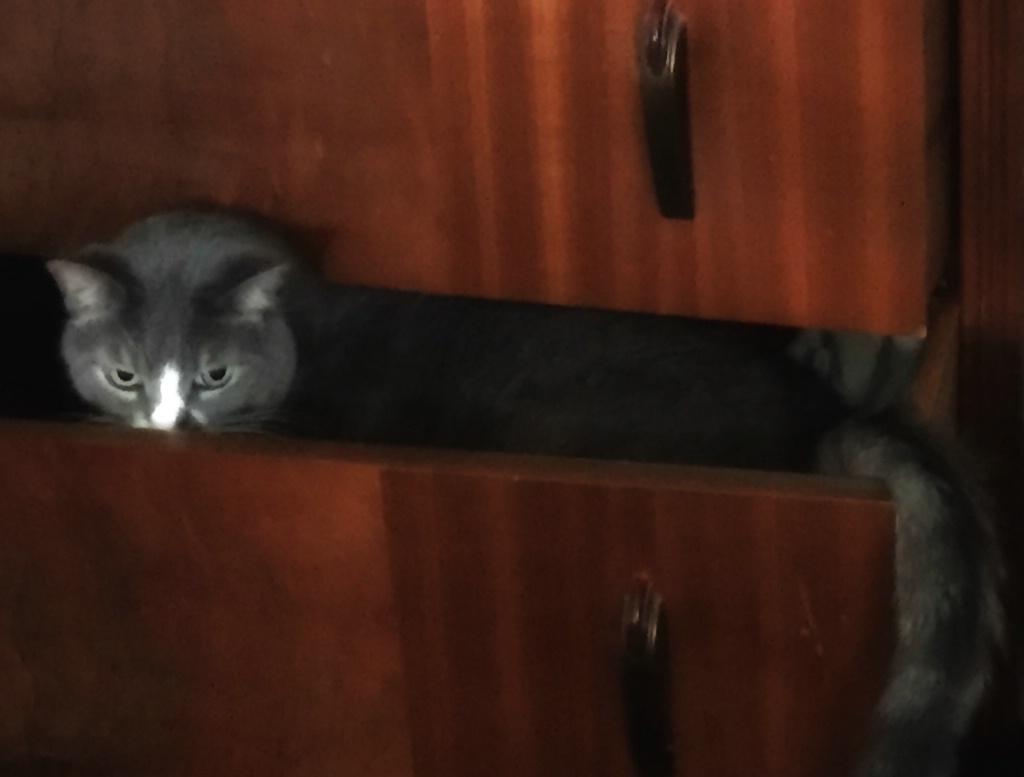 Cat in a drawer!