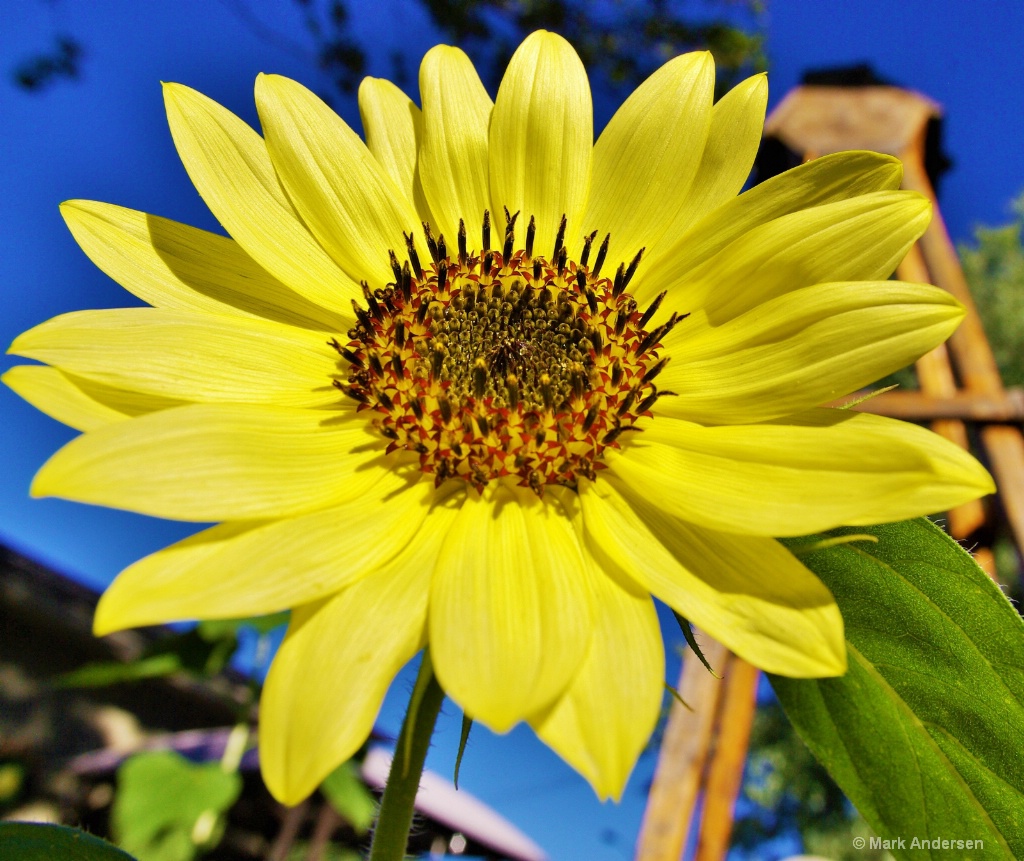 Sunflower