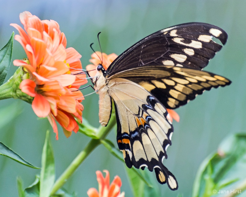 Giant Swallowtail Butterfly