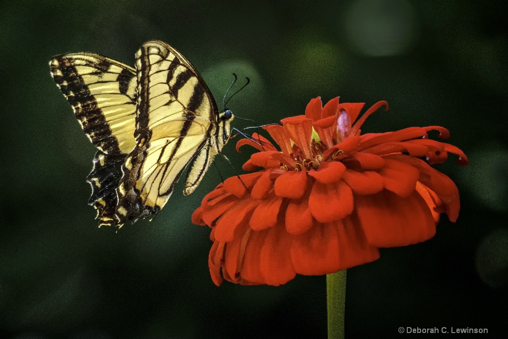 Garden Beauties