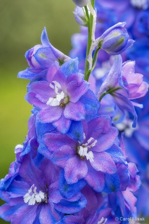 Dewy Delphinium