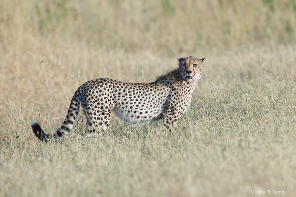 Beautiful Cheetah Cub