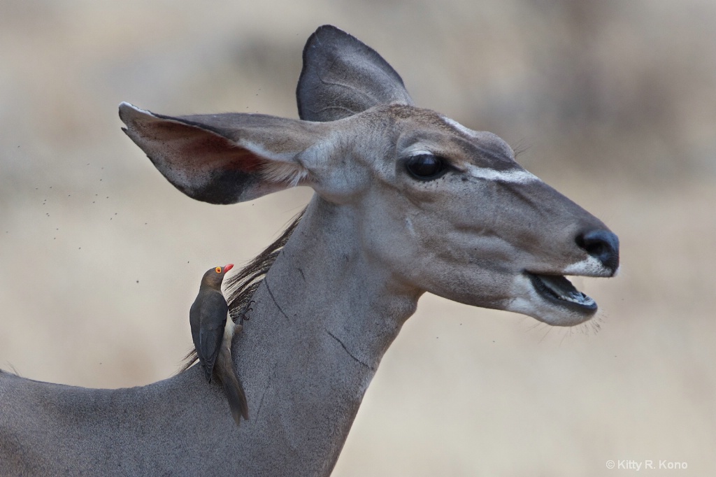 The Kudu and the Oxpecker 1