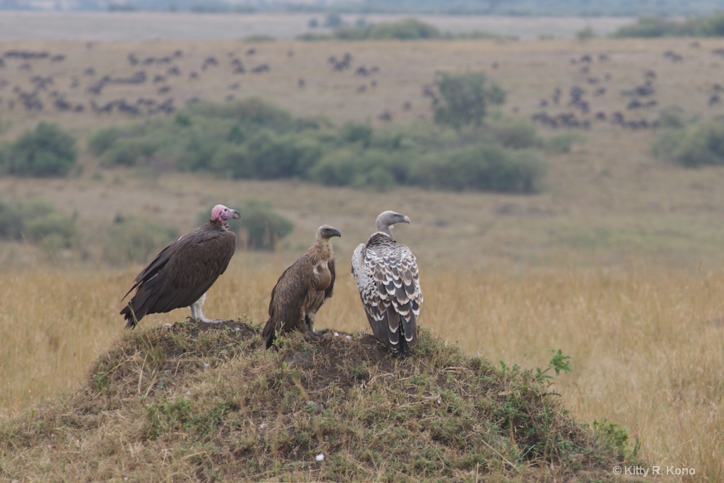 Three Vultures on a Mound