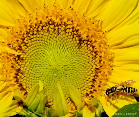 Center Of Sunflower