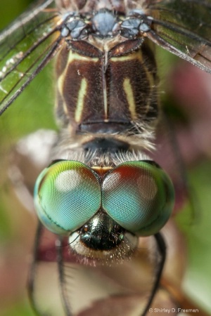 Dragonfly Eyes