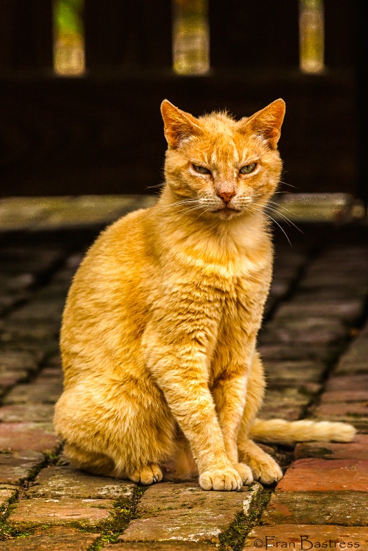 Planatation Cat, Louisiana - ID: 15212138 © Fran  Bastress