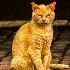 2Planatation Cat, Louisiana - ID: 15212138 © Fran  Bastress