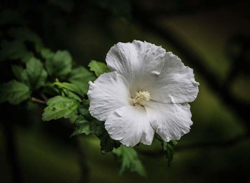 White Hibiscus 