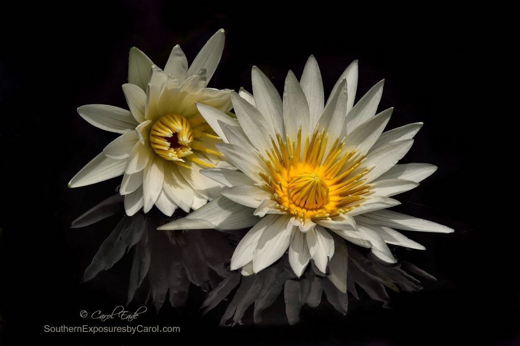 Two Lilies - ID: 15212912 © Carol Eade