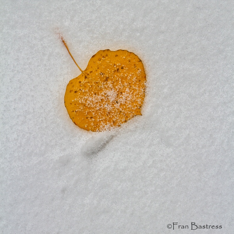 Aspen Leaf in Snow, Flagstaff, AZ - ID: 15212917 © Fran  Bastress