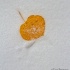 2Aspen Leaf in Snow, Flagstaff, AZ - ID: 15212917 © Fran  Bastress