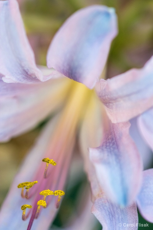 Majestic Move Daylily