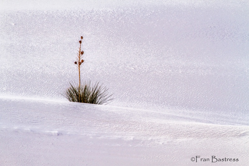 White Sands National Monument, NM - ID: 15213349 © Fran  Bastress