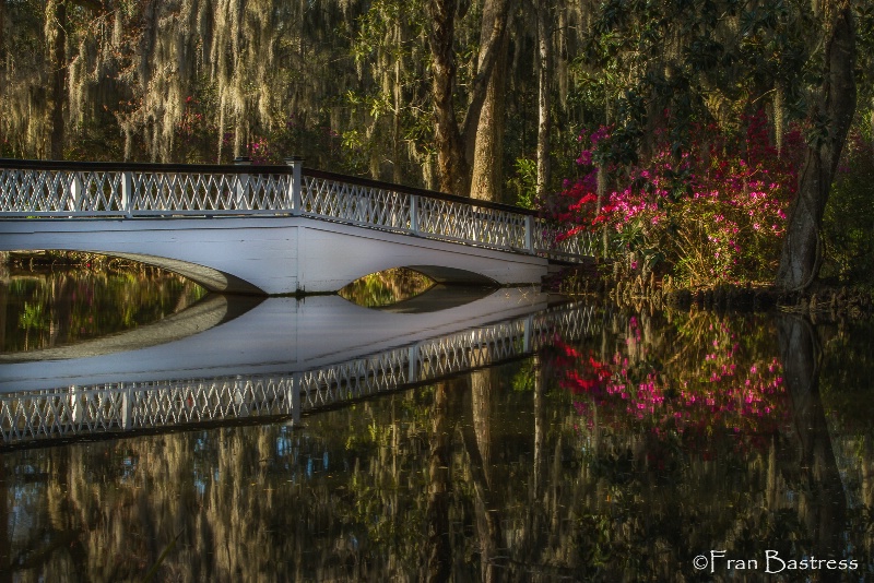 Magnolia Gardens, Charleston, SC - ID: 15213352 © Fran  Bastress