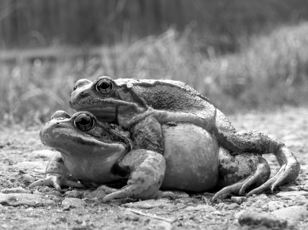 Earthing the Toad Way