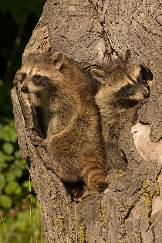 Raccoon Babies