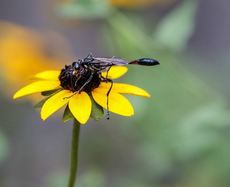 thread-waisted wasp