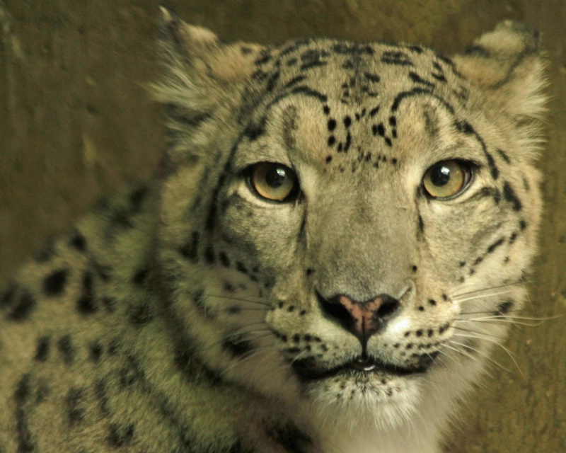 snow leopard