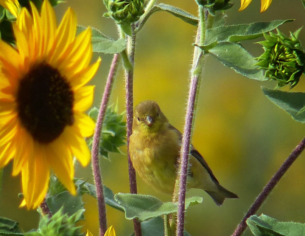 American Goldfinch