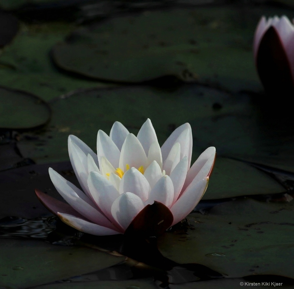 Pond Lily II