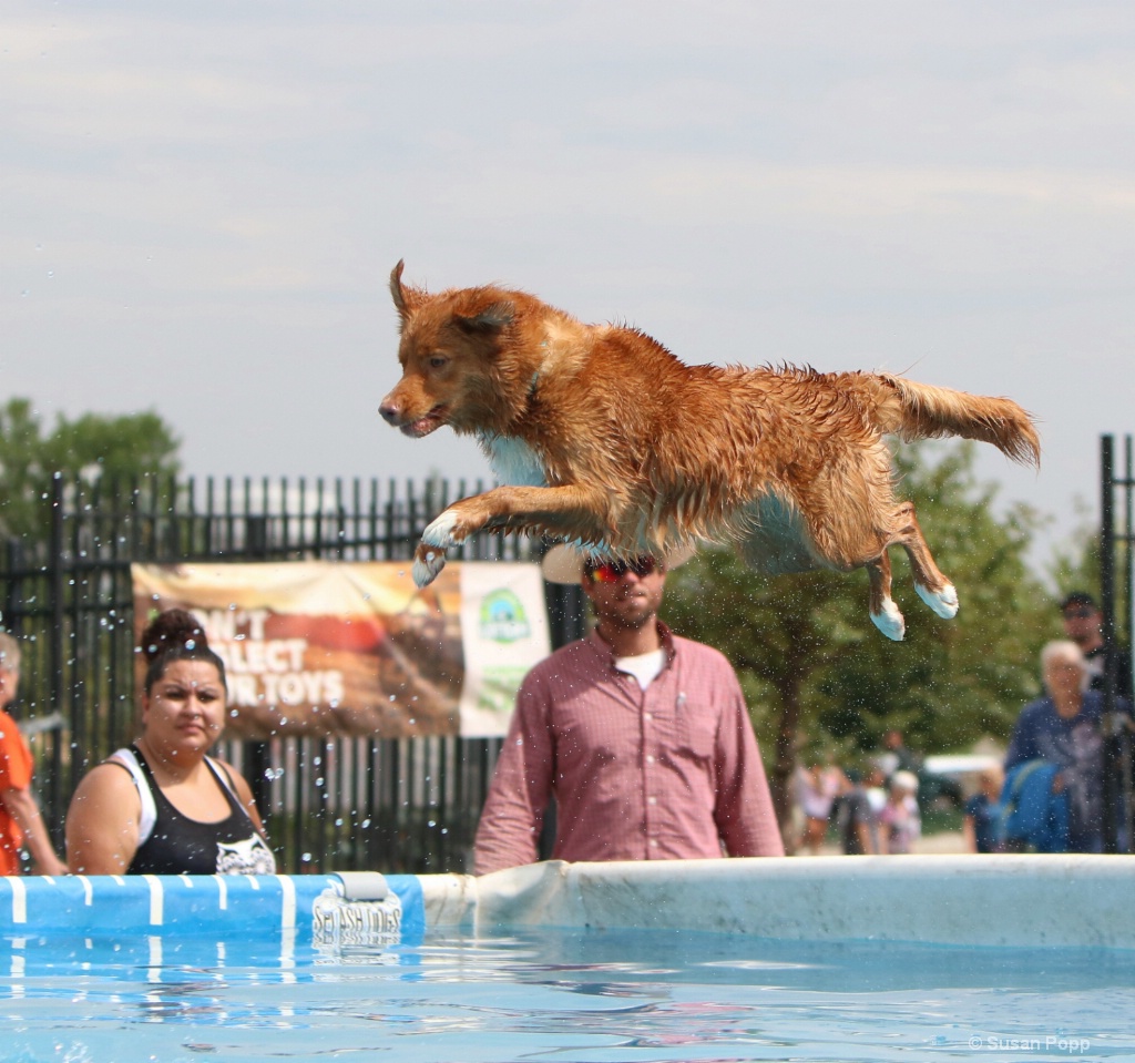 Duck Tolling Retriever