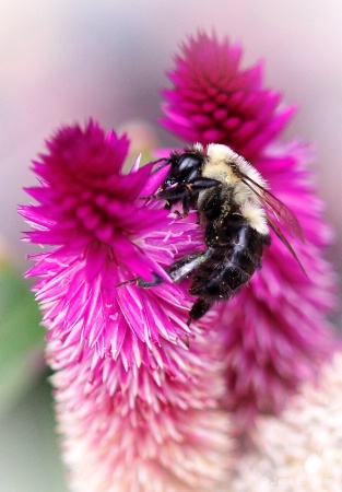 Bee Sucking Pollen!