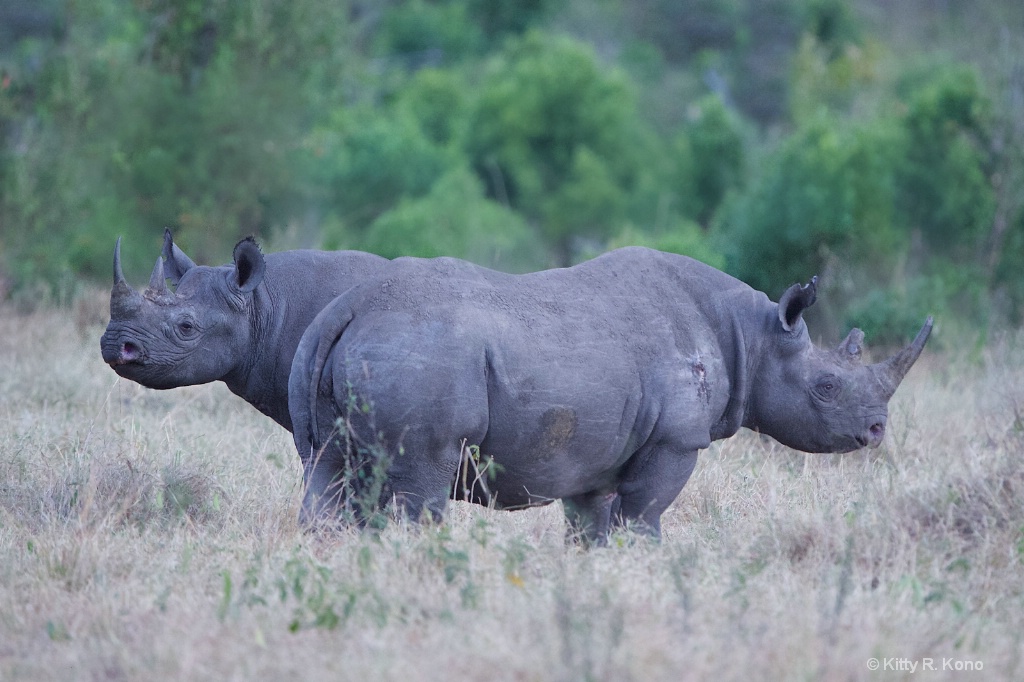 Two Headed Rhino 2 - ID: 15215344 © Kitty R. Kono