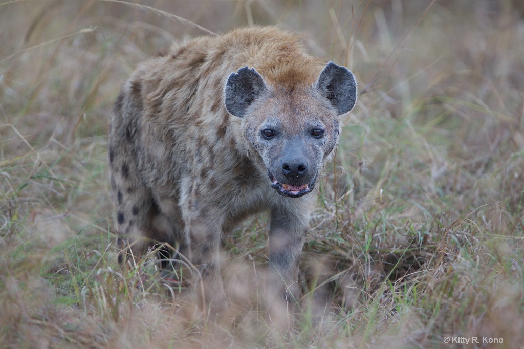 Spotted Hyena with Tattered Ear