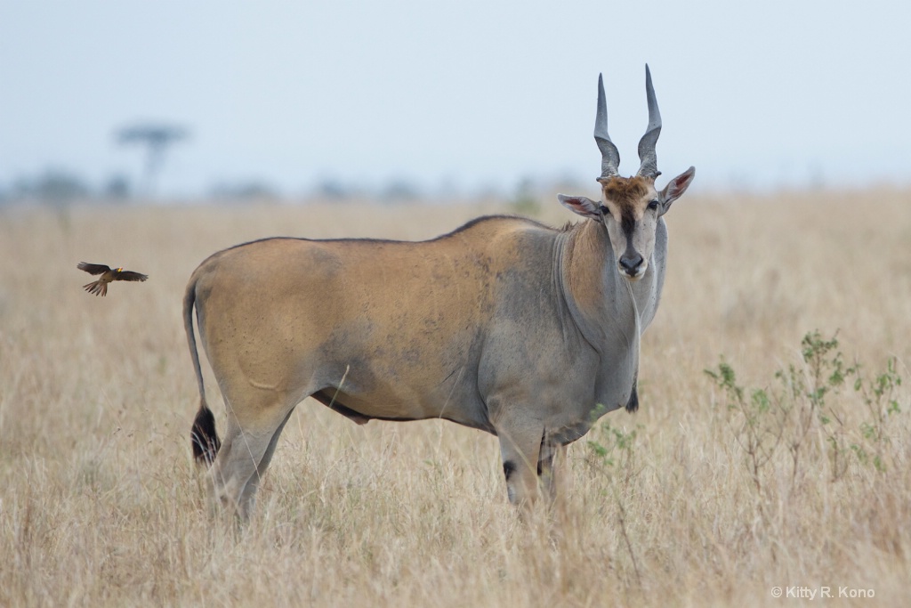 Eland with Incoming Oxpecker - ID: 15215352 © Kitty R. Kono