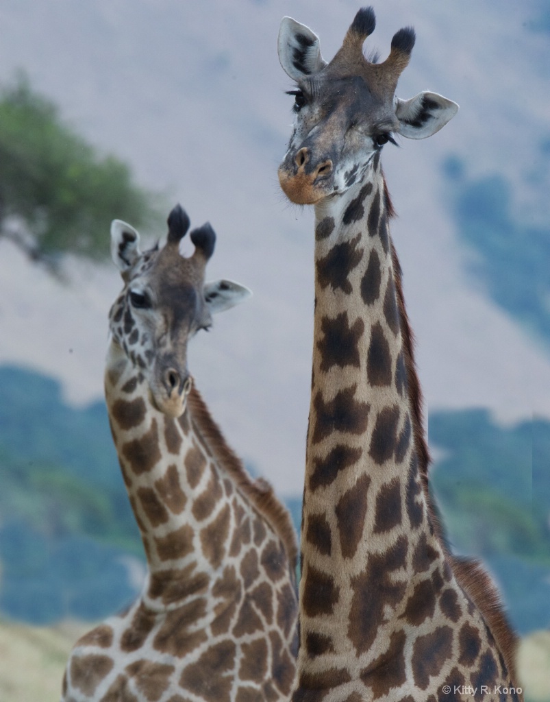 Curious Giraffes - ID: 15215353 © Kitty R. Kono