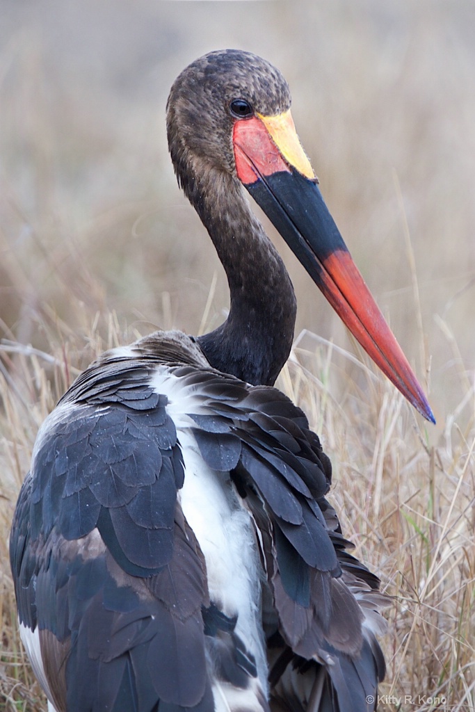 Saddle Billed Stork - Samburu Kenya